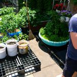 Jake Cirell in the rooftop garden. Behind him is a kiddie pool that has been enlisted to grow tomatoes. âItâs good to find materials to convert into planters,â said Cirell. âOtherwise you start paying hundreds of dollars of planters and soil in exchange for five dollars worth of greens.â